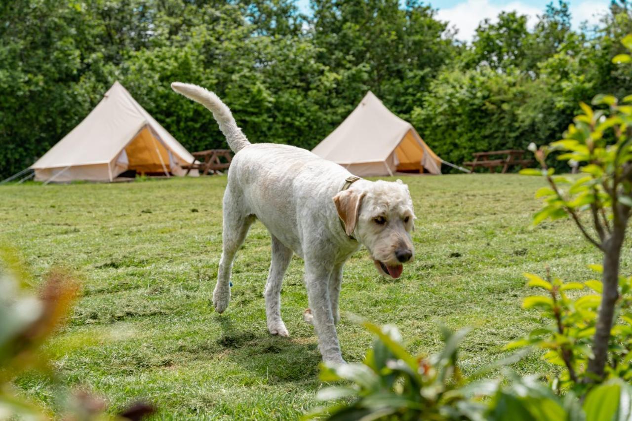 Bell Tent Glamping At Marwell Resort Winchester Extérieur photo